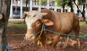 sapi
